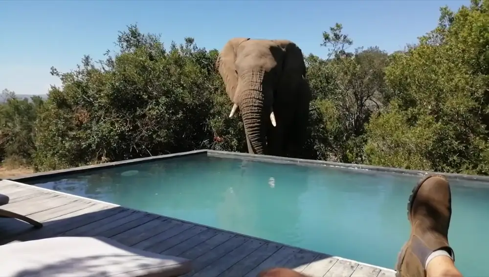 VÍDEO: Espectaculares imágenes de una manada de elefantes jugando en una piscina