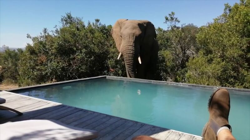 VÍDEO: Espectaculares imágenes de una manada de elefantes jugando en una piscina