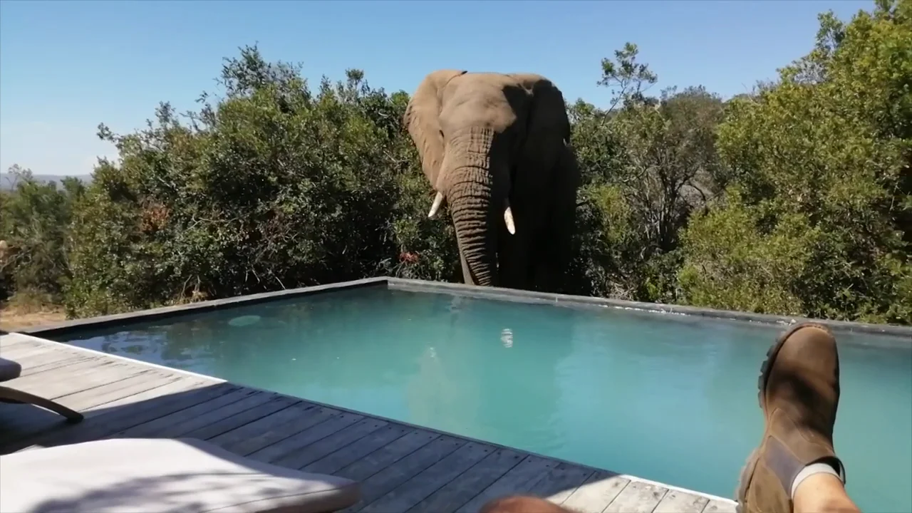VÍDEO: Espectaculares imágenes de una manada de elefantes jugando en una piscina
