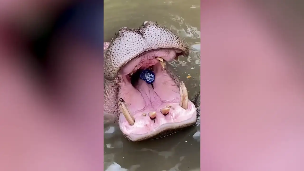 VÍDEO: Un turista tira basura dentro de la boca de un hipopótamo en un safari