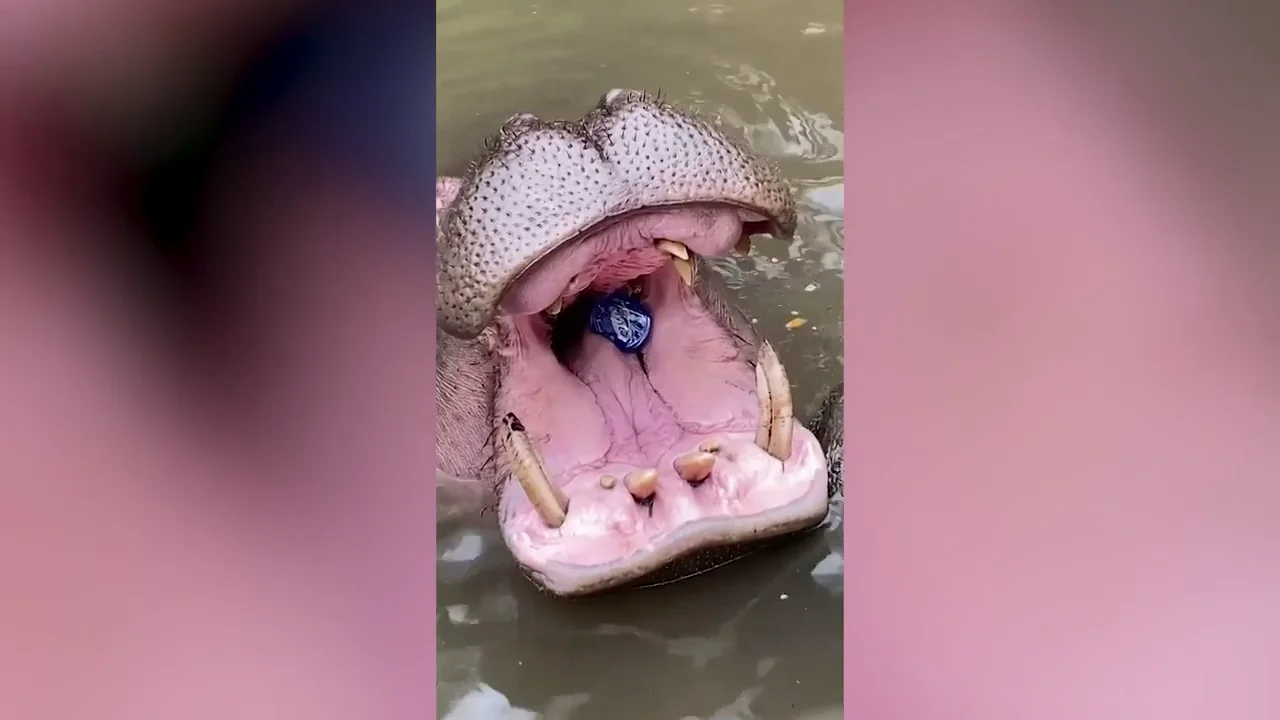 VÍDEO: Un turista tira basura dentro de la boca de un hipopótamo en un safari VÍDEO: Un turista tira basura dentro de la boca de un hipopótamo en un safari