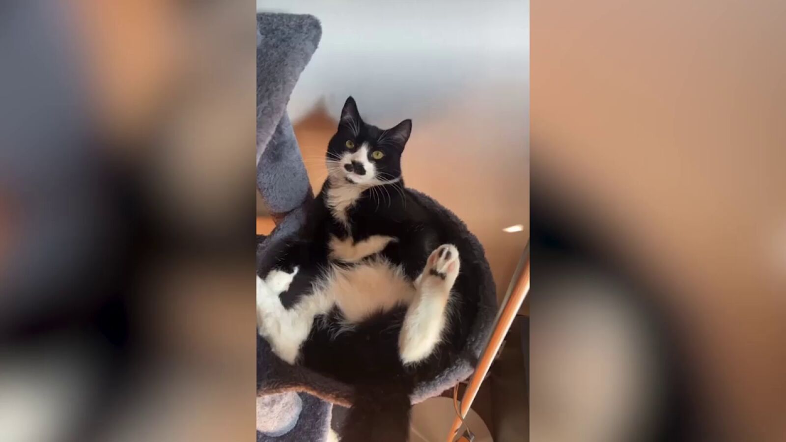 VÍDEO: Un gato con bigote y perilla está conquistando a todos