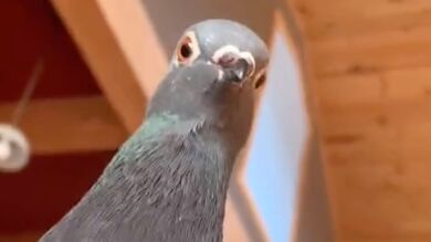 VÍDEO: Una paloma se preocupa por su dueño cuando este finge que se cae muerto al suelo