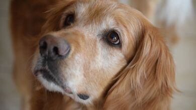 Un golden retriever se convierte en el hermano mayor perfecto para el bebé de su dueña y las fotos te derretirán