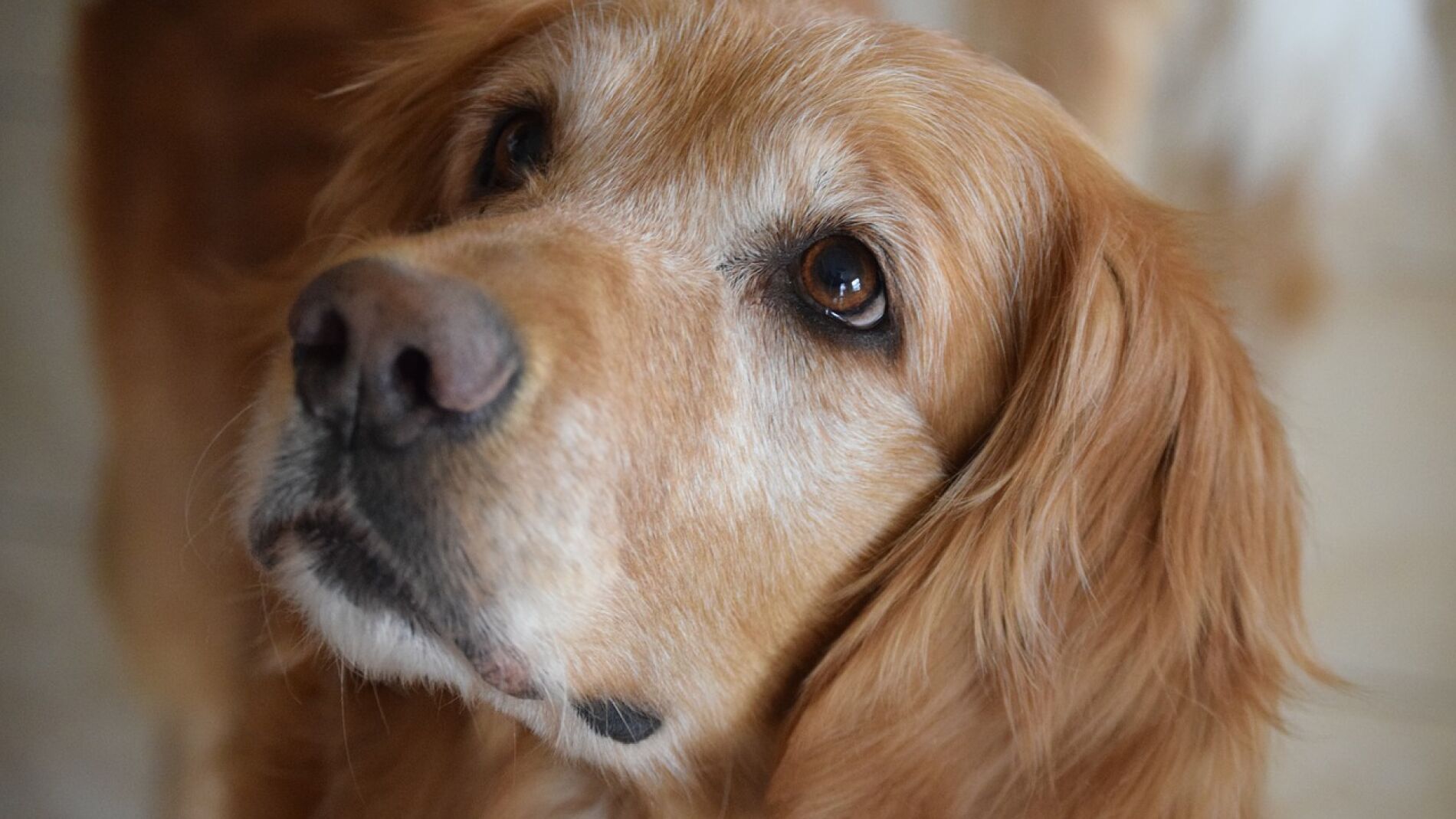 Golden retriever (Archivo)
