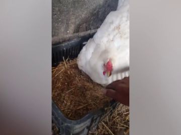 Una gallina adopta a tres gatitos recién nacidos y los cuida como a sus polluelos