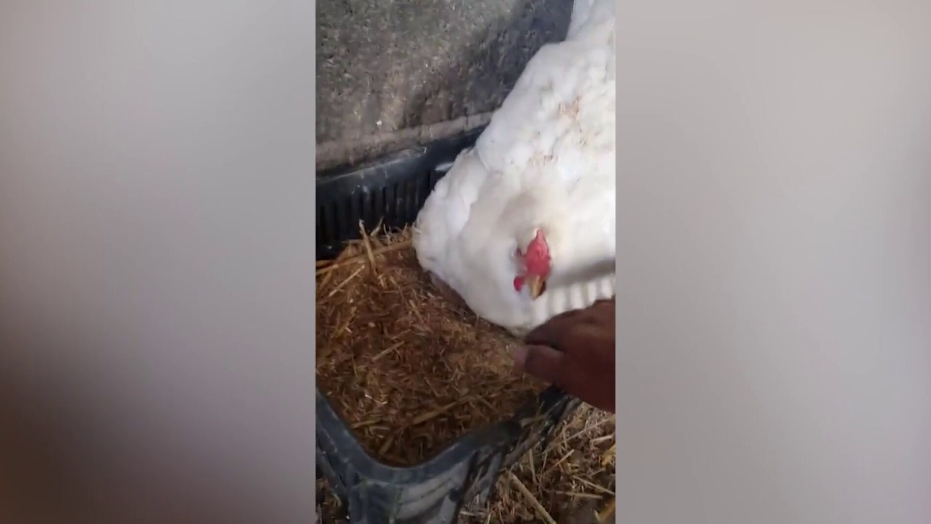Una gallina adopta a tres gatitos reci&eacute;n nacidos y los cuida como a sus polluelos