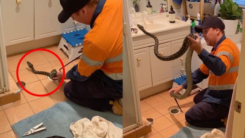 Sacan una enorme pitón del desagüe de un baño en Australia