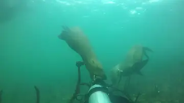 Un buceador es mordido en la cabeza por un león marino en el océano Pacífico