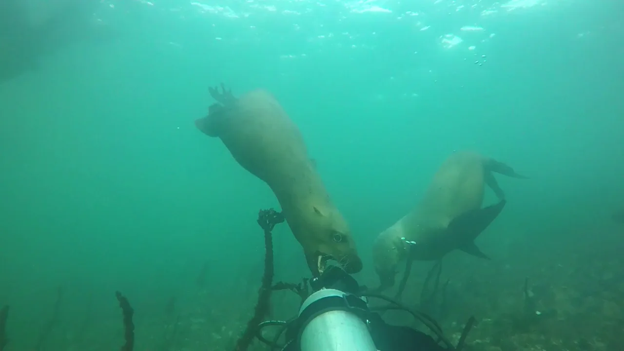 Un buceador es mordido en la cabeza por un león marino en el océano Pacífico Un buceador es mordido en la cabeza por un león marino en el océano Pacífico