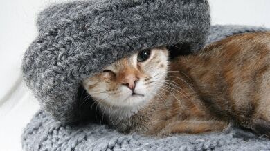 Una gatita huérfana con una cara de dos colores perfectamente dividida por la mitad enamora a todos