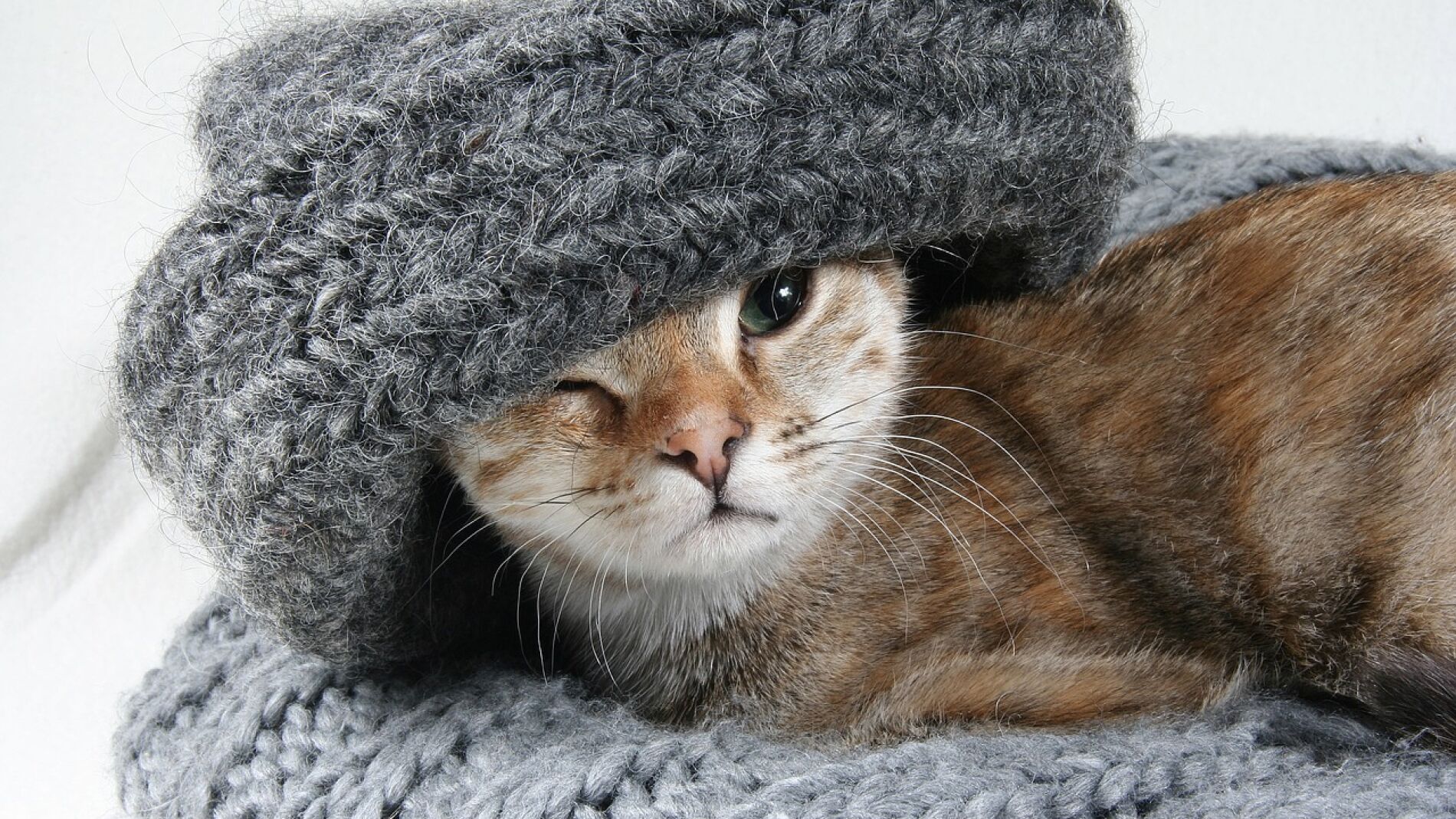 Gato peque&ntilde;o (archivo)