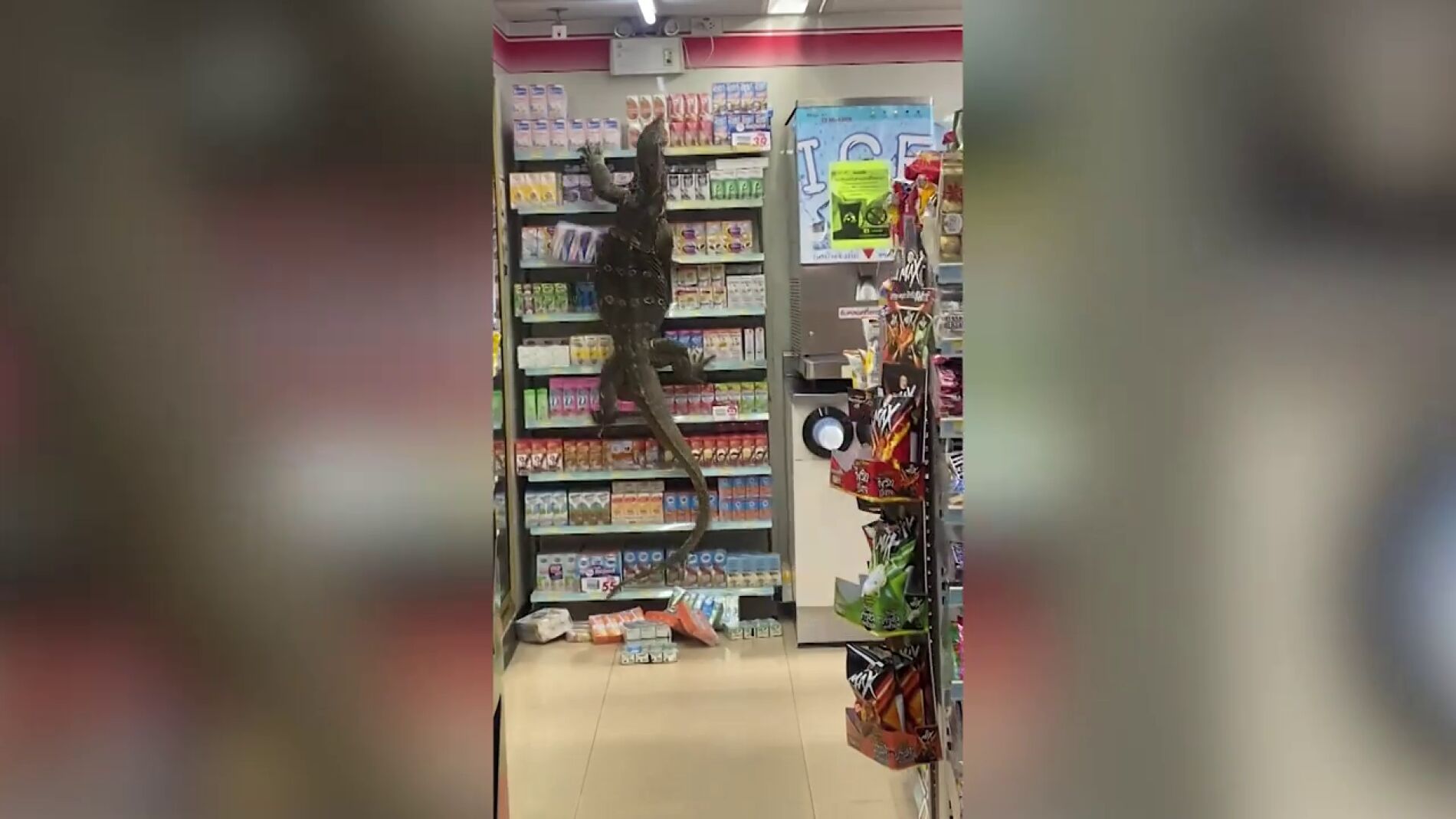 V&Iacute;DEO: Un gigantesco lagarto arrasa un supermercado