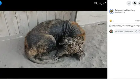 Facebook de Salvando Huellitas Pisco Facebook de Salvando Huellitas Pisco