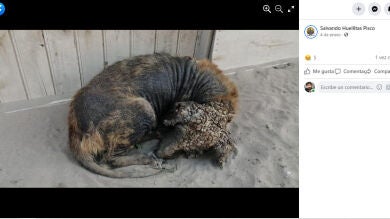 El cambio radical de un perro sin pelo rescatado de la calle en Perú