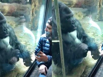 Gorila usando una aplicación para ligar