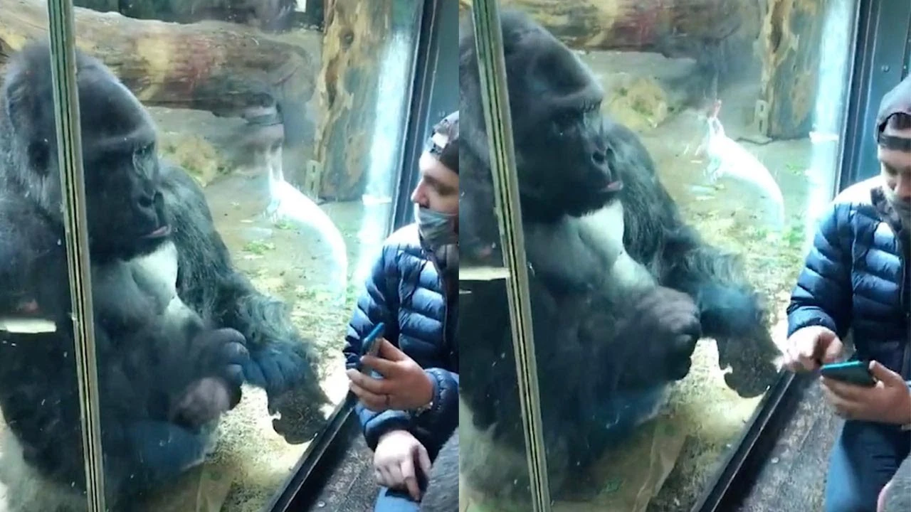 Gorila usando una aplicación para ligar