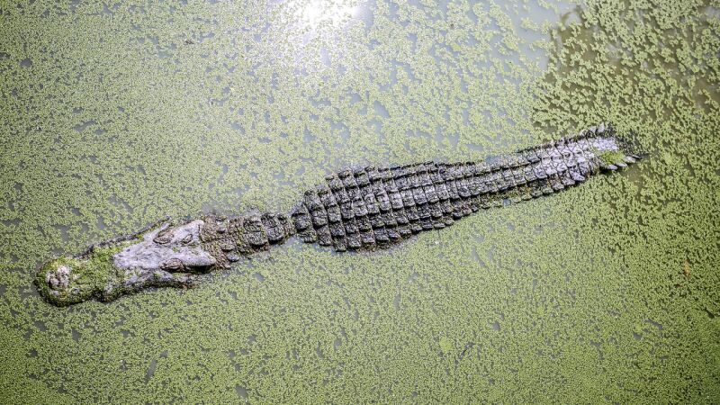 Descubren varios extraños objetos en el estómago de un gigantesco cocodrilo de cuatro metros