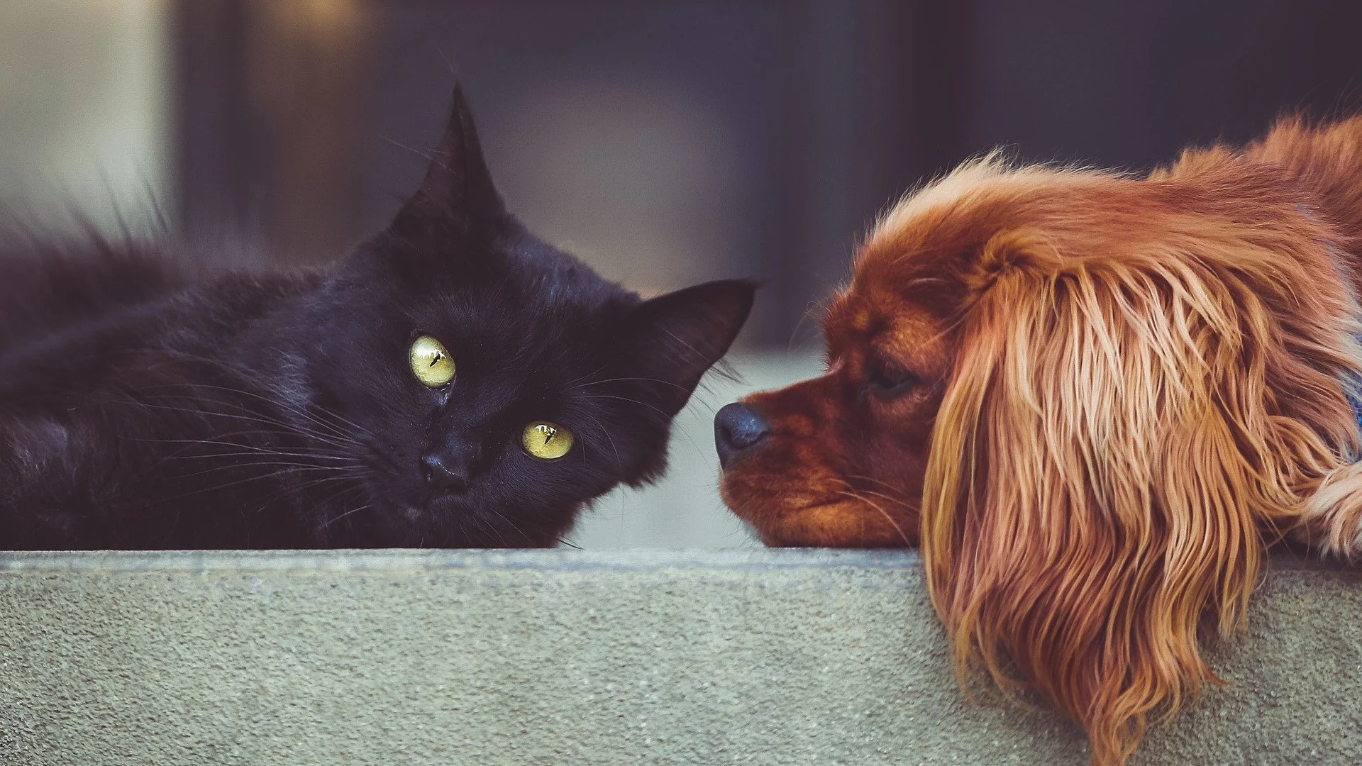 Gato y perro