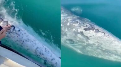 Una joven ballena gris nada cerca de una embarcación y se deja acariciar por sus tripulantes