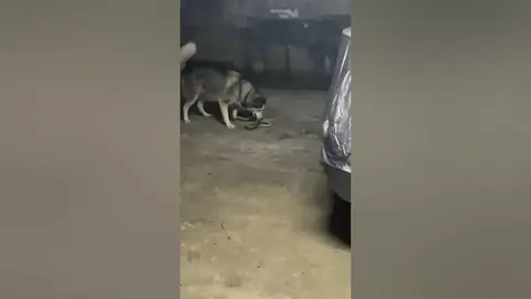 Dos perros pelean con una serpiente para proteger a su dueño en Tailandia Dos perros pelean con una serpiente para proteger a su dueño en Tailandia