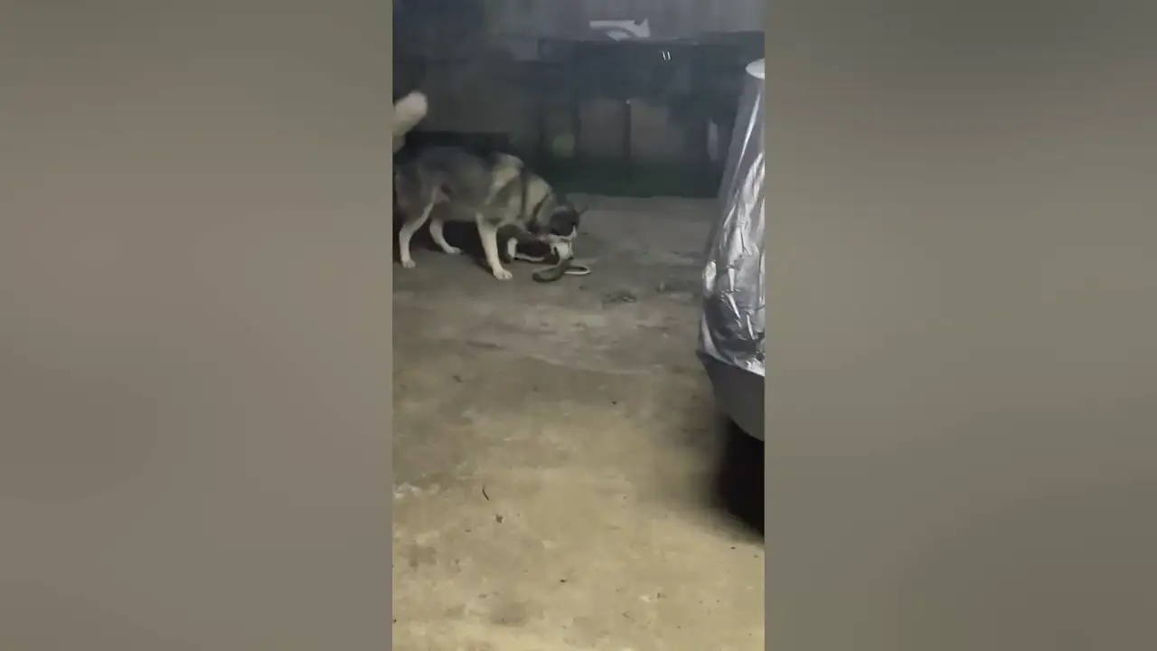 Dos perros pelean con una serpiente para proteger a su dueño en Tailandia