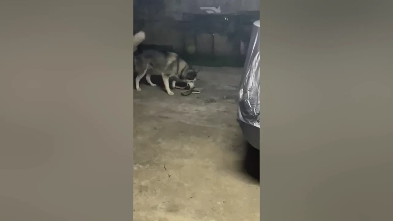 Dos perros pelean con una serpiente para proteger a su due&ntilde;o en Tailandia