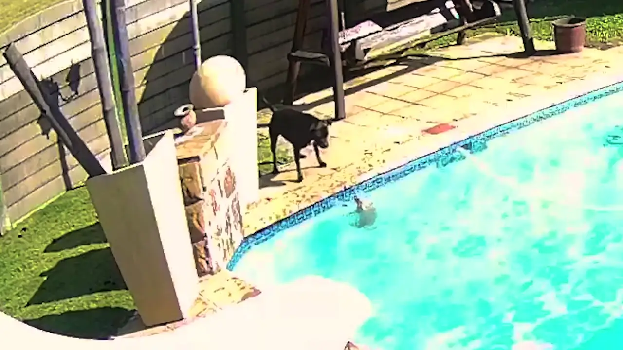 Un heroico perro salva a su pequeño amigo de ahogarse en la piscina de su casa