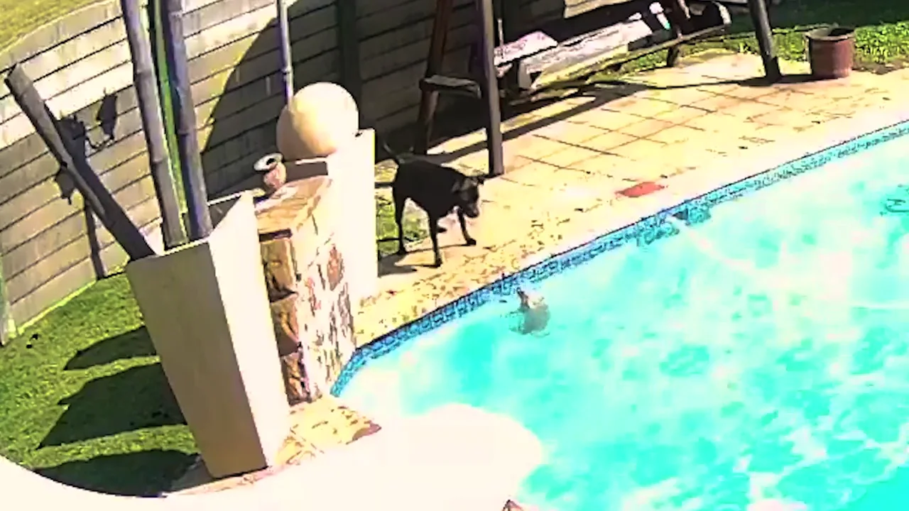 Un heroico perro salva a su peque&ntilde;o amigo de ahogarse en la piscina de su casa