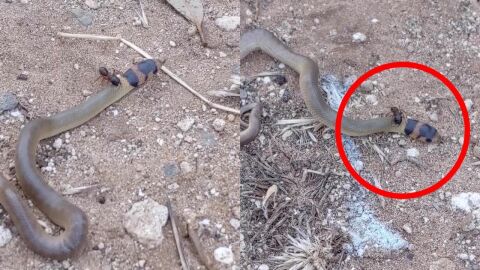 Serpiente peleando con una hormiga