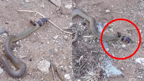 Serpiente peleando con una hormiga Serpiente peleando con una hormiga