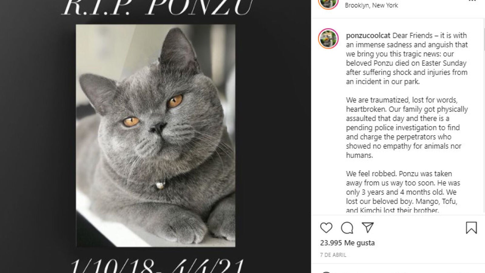 Matan a Ponzu, un gato estrella de Internet, en un brutal ataque contra su dueña en Nueva York