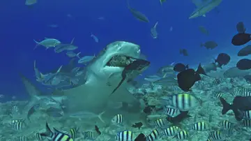 VÍDEO: Un tiburón tigre hambriento se come una gran roca