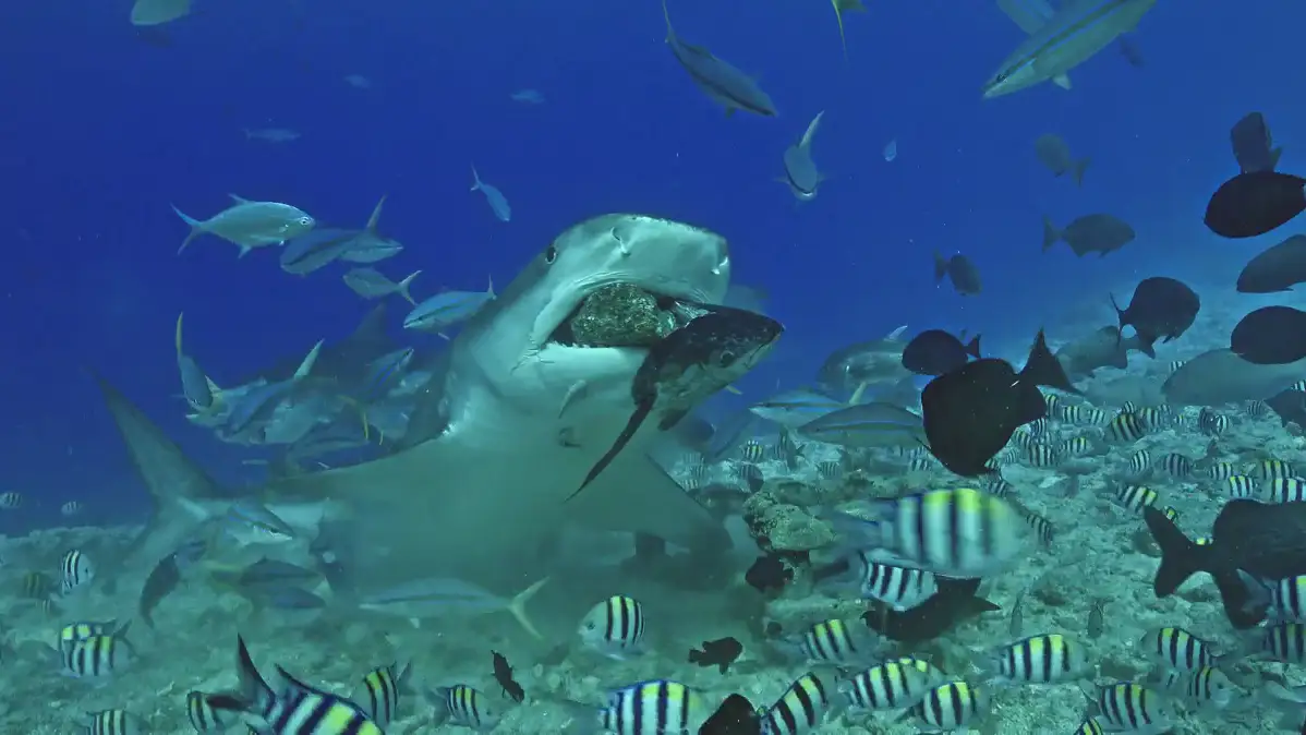 VÍDEO: Un tiburón tigre hambriento se come una gran roca