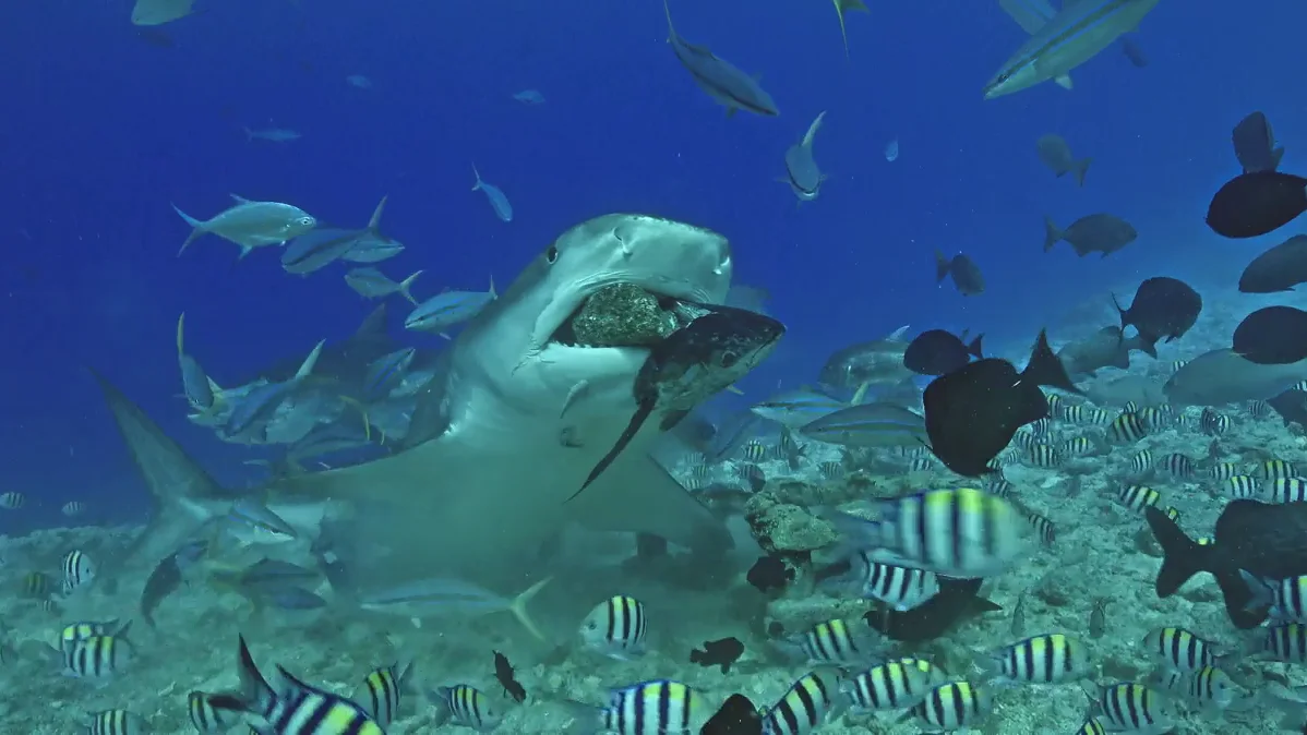 VÍDEO: Un tiburón tigre hambriento se come una gran roca