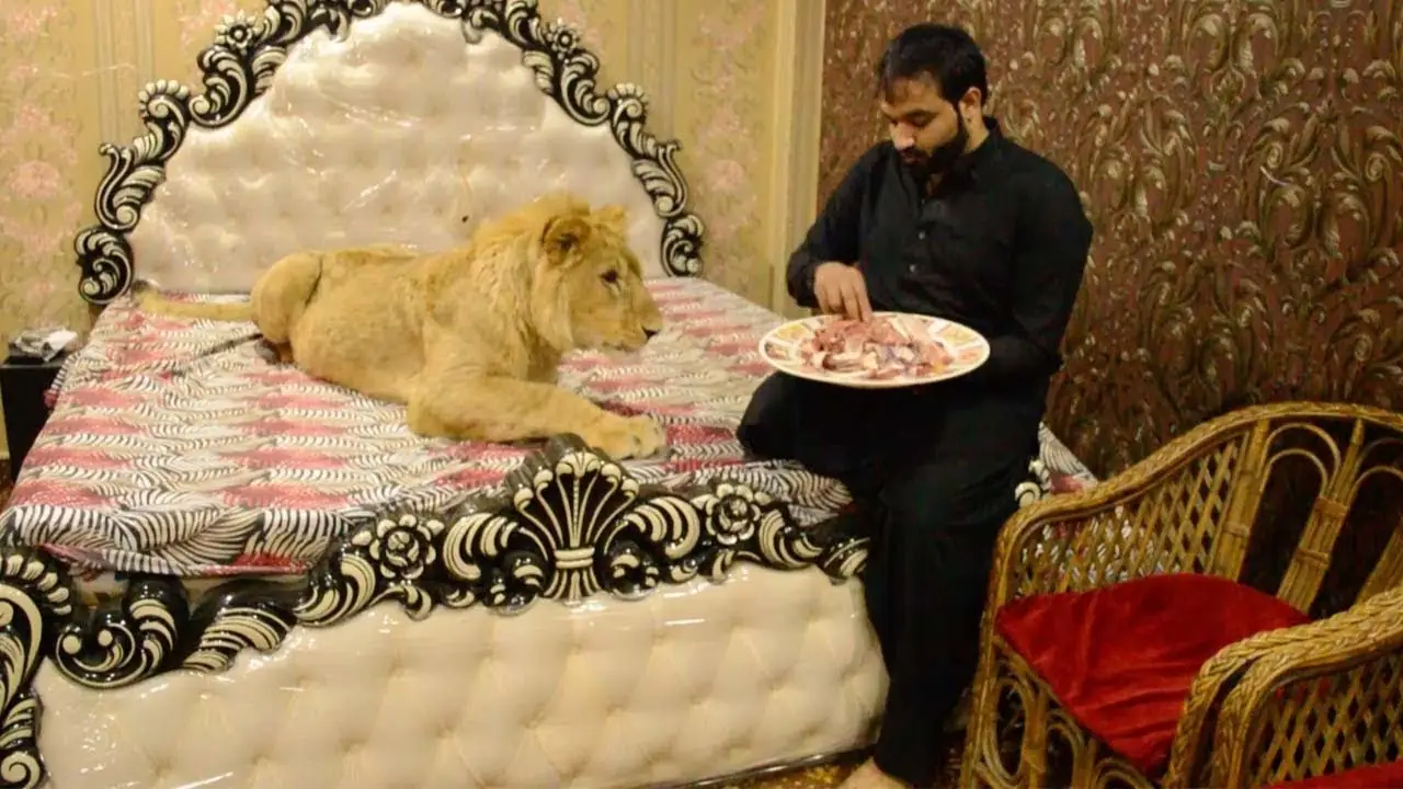 Un hombre tiene un león como mascota