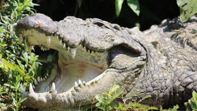 Un hombre se salva del ataque de un cocodrilo metiéndole los dedos en los ojos