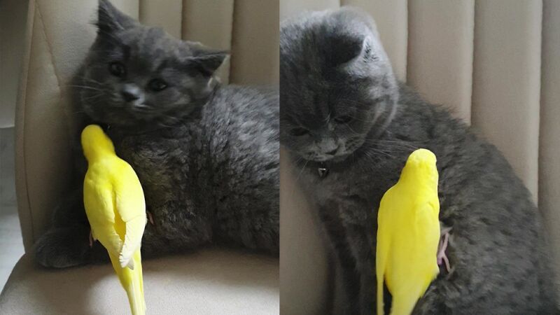 Las adorables imágenes que muestran la amistad poco probable entre un gatito y un periquito