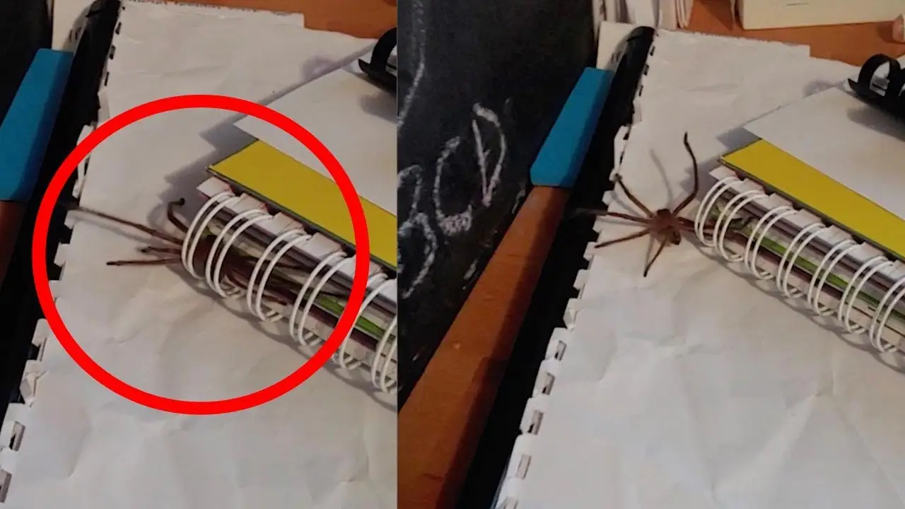 Araña escondida en un cuaderno