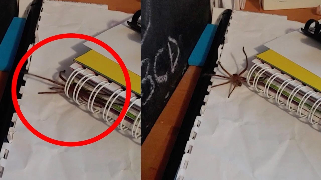 Ara&ntilde;a escondida en un cuaderno