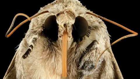 Primer plano de una polilla (archivo) Primer plano de una polilla (archivo)