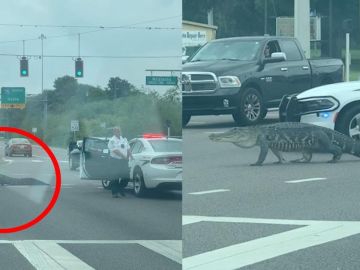 Caimán cruzando una carretera en Florida