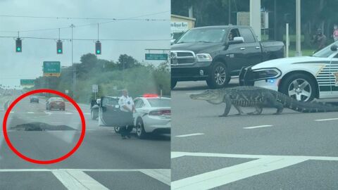 Caimán cruzando una carretera en Florida