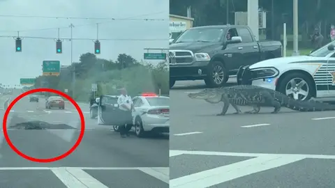 Caimán cruzando una carretera en Florida Caimán cruzando una carretera en Florida