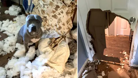Perro destruye su casa Perro destruye su casa