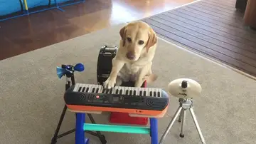  Esta perra orquesta sabe tocar el piano, la guitarra y el tambor