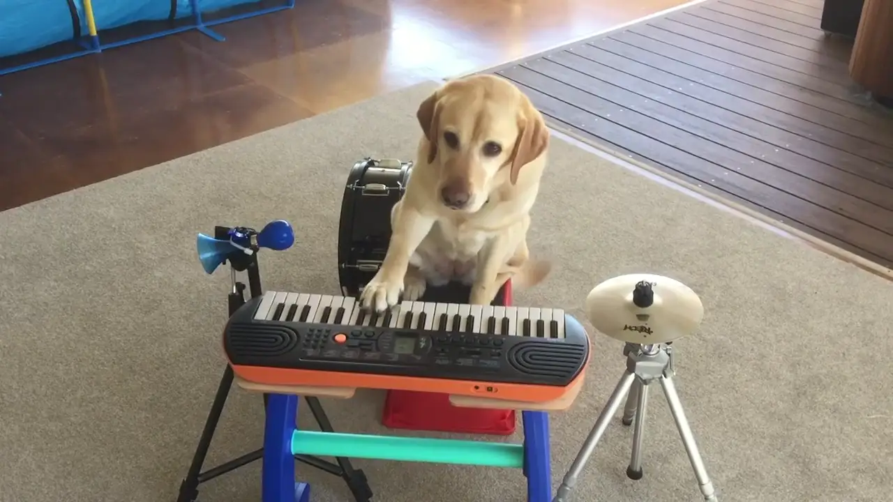  Esta perra orquesta sabe tocar el piano, la guitarra y el tambor