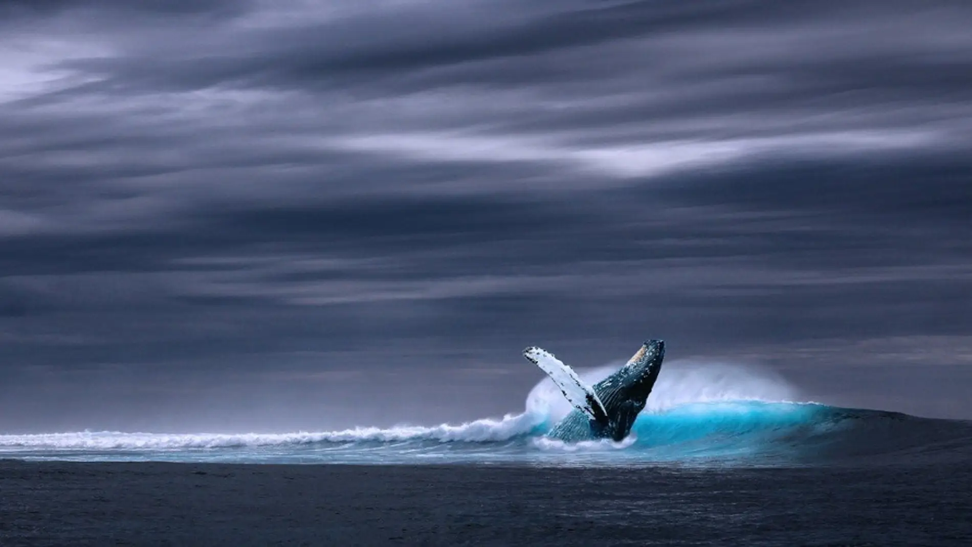 Ballena saltando fuera del agua (archivo)