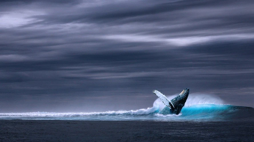 Ballena saltando fuera del agua (archivo)