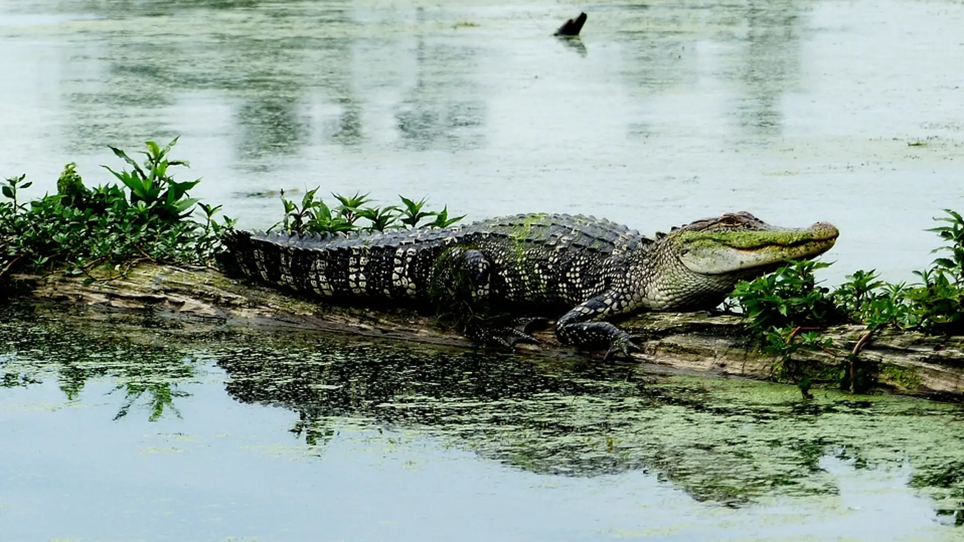 Aligator américano